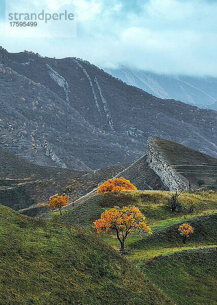 Yellow trees on terraced field by mountains at North Caucasus  Dagestan  Russia