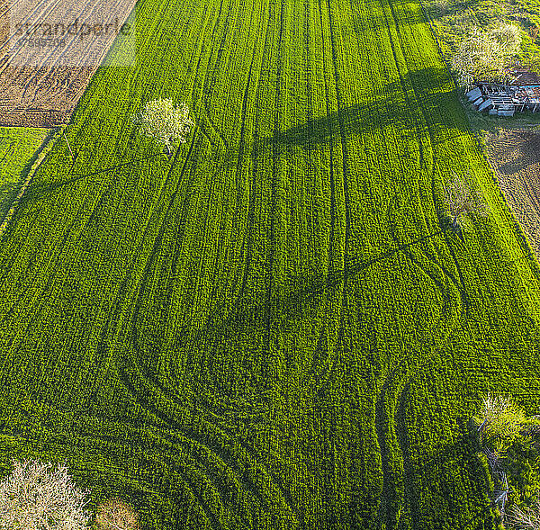 Drone view of green field covered in tire tracks
