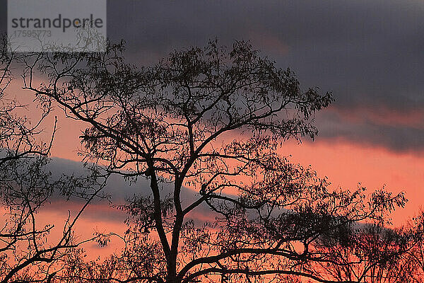 Silhouette kahler Bäume mit orangefarbenem Himmel im Hintergrund bei Sonnenuntergang