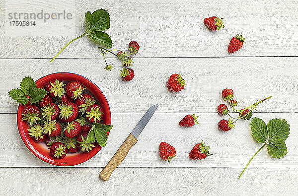 Studioaufnahme einer Schüssel mit reifen  frisch gepflückten Erdbeeren