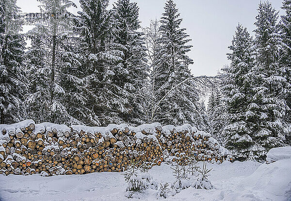 Schneebedeckte Baumstämme vor Kiefern im Nationalpark Harz  Wernigerode  Sachsen-Anhalt  Deutschland