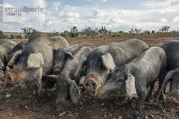 Gray pigs feeding in field