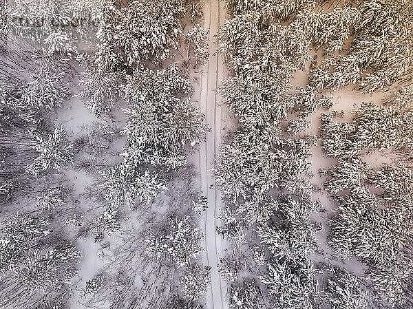Luftaufnahme des schneebedeckten Waldes