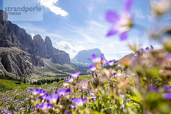 Italien  Südtirol  malerische Aussicht auf die Sellagruppe am Grödner Joch im Sommer mit blühenden Wildblumen im Vordergrund