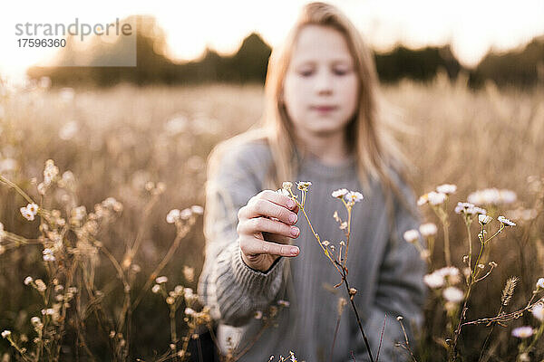 Girl plucking flower at field on sunset