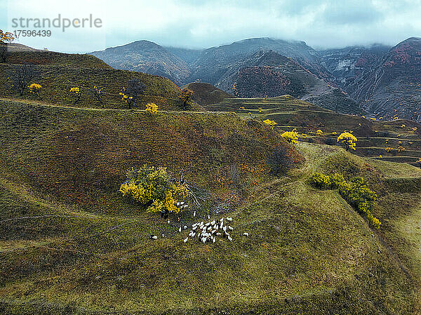 Schaf- und Widderherde auf einem Berg im Nordkaukasus  Dagestan  Russland