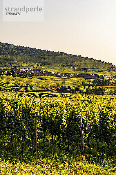 Frankreich  Elsass  Saint-Hippolyte  grüner Weinberg in der Sommerdämmerung mit Dorf im Hintergrund