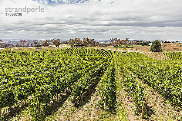 Australien  Südaustralien  riesiger grüner Weinberg in Adelaide Hills