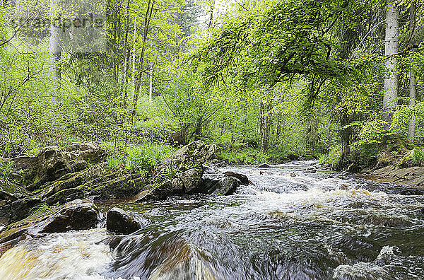 Rur fließt inmitten von Bäumen im Naturpark Eifel  Monschau  Deutschland
