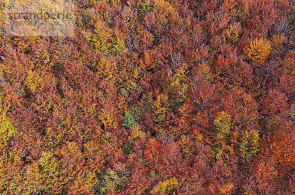 Blick auf den bunten Laubwald im Herbst  Salzkammergut  Oberösterreich  Österreich
