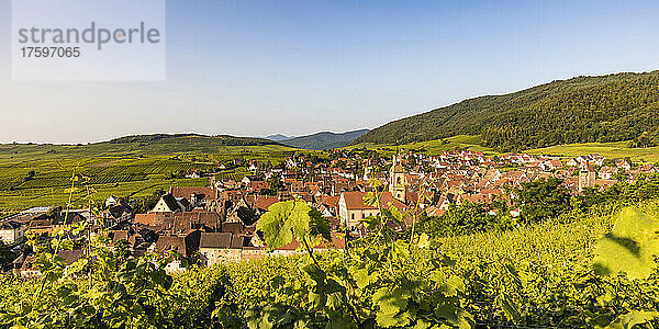 Frankreich  Elsass  Riquewihr  Weinberg vor einem ländlichen Dorf im Sommer