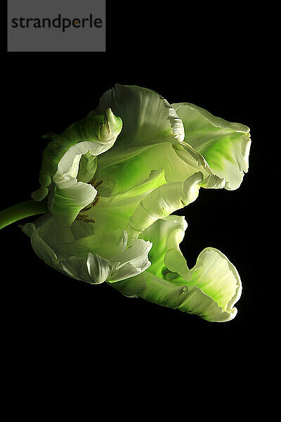 Studioaufnahme des Kopfes auf grün blühender Tulpe