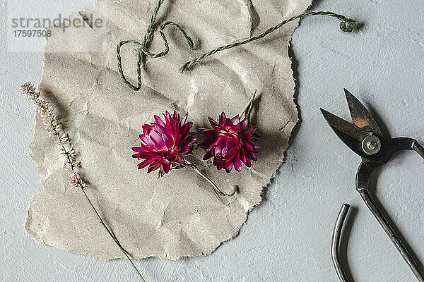 Studio shot of scissors and dried flowers on piece of paper