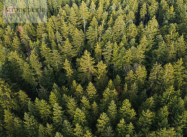 Drohnenansicht grüner Nadelwaldbäume