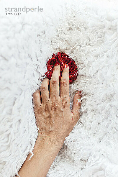 Hand einer Frau streichelt rote Rose auf weißem  weichem Teppich