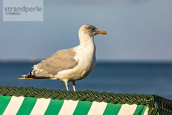 Seagull standing on top of hooded beach chair