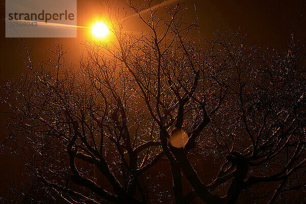 Sonnenstrahl auf kahlen Baum im Winterpark bei Sonnenuntergang