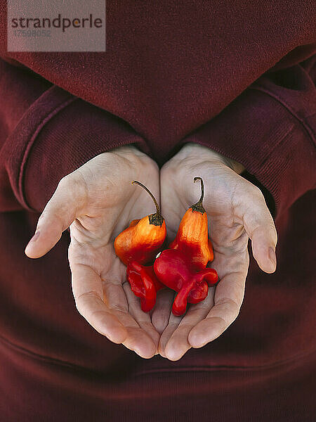 Frau mit gewölbten Händen hält frische rote Chilis