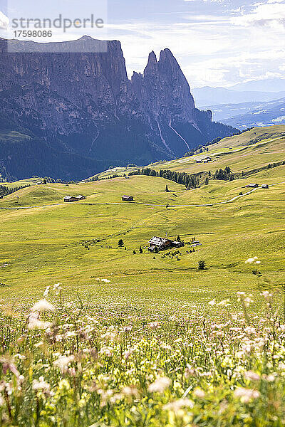 Italien  Südtirol  abgeschiedene Hütte auf der Seiser Alm mit blühenden Wildblumen im Vordergrund