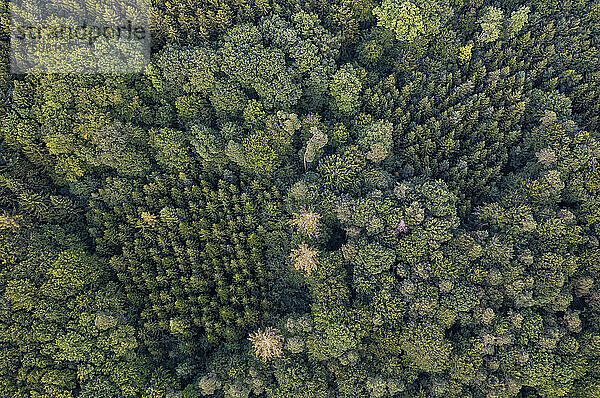 Luftaufnahme der grünen Baumkronen gemischter Nadelwälder