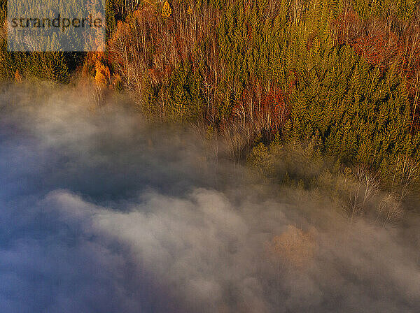 Drone view of edge of autumn forest shrouded in thick morning fog