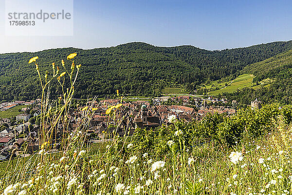 Frankreich  Elsass  Riquewihr  ländliches Dorf im Sommer mit Weinberg und blühenden Wildblumen im Vordergrund