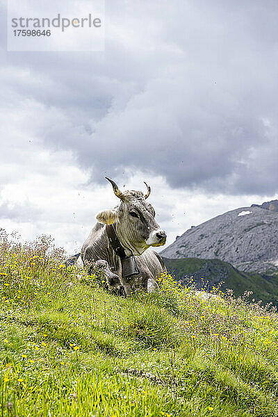 Italien  Südtirol  Kuh entspannt sich auf der Sommerwiese