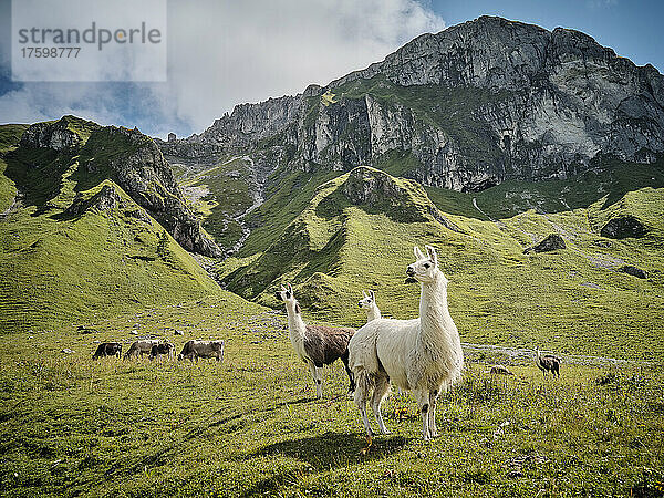 Lamas und Kühe stehen an sonnigen Tagen auf der Wiese