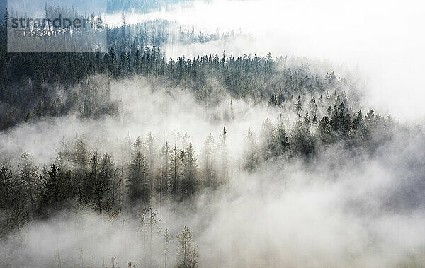 Drone view of coniferous forest shrouded in morning fog