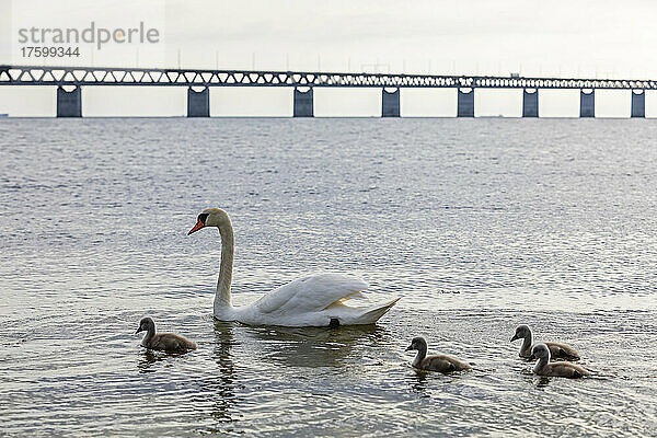 Ausgewachsener Schwan schwimmt mit Cygnets am Ufer der Meerenge mit der Öresundbrücke im Hintergrund