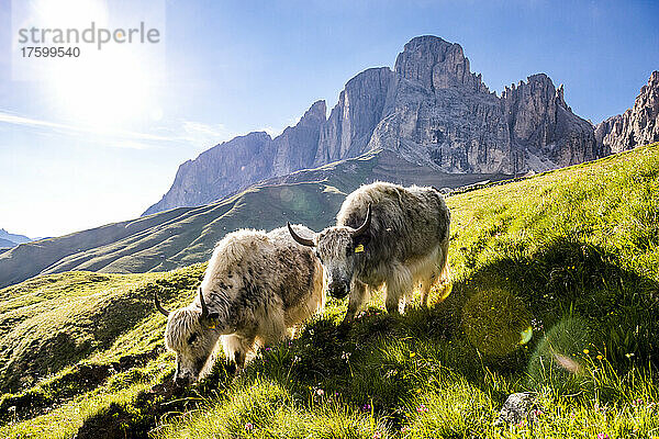 Italien  Südtirol  Sommersonne scheint über zwei Yaks  die auf einer Almwiese grasen  mit den Bergen Langkofel und Plattkofel im Hintergrund
