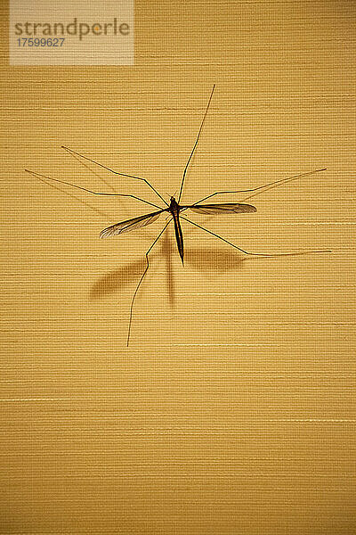 Schwarzes Insekt hockt auf brauner Wand