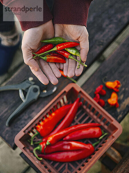 Woman with hands cupped holding chilies