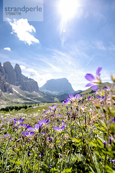 Italien  Südtirol  Lila Wildblumen blühen im Grödner Joch