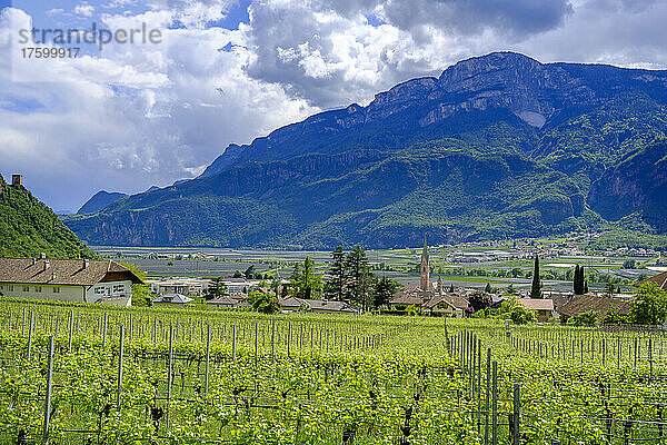 Italien  Südtirol  Terlan  Sommerweinberg am Rande eines ländlichen Dorfes