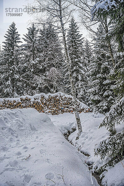 Schneebedeckte Baumstämme und Kiefern im Nationalpark Harz im Winter  Wernigerode  Sachsen-Anhalt  Deutschland