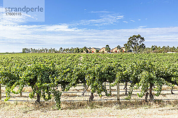 Riesiger Weinberg im Barossa Valley