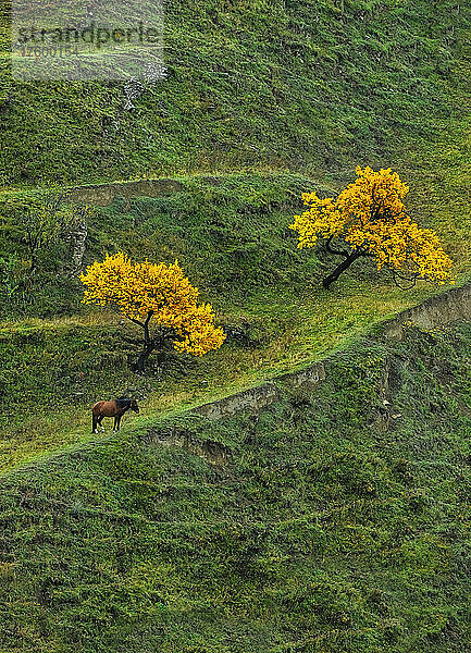 Pferde grasen auf einem Terrassenfeld im Nordkaukasus  Dagestan  Russland