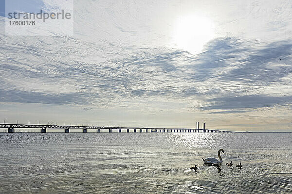 Erwachsener Schwan schwimmt mit Schwanen nahe der Küste der Meerenge von Sund mit der Öresundbrücke im Hintergrund