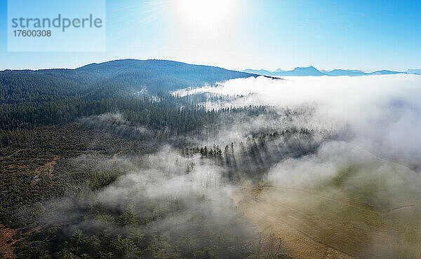 Drone view of coniferous forest at foggy sunrise