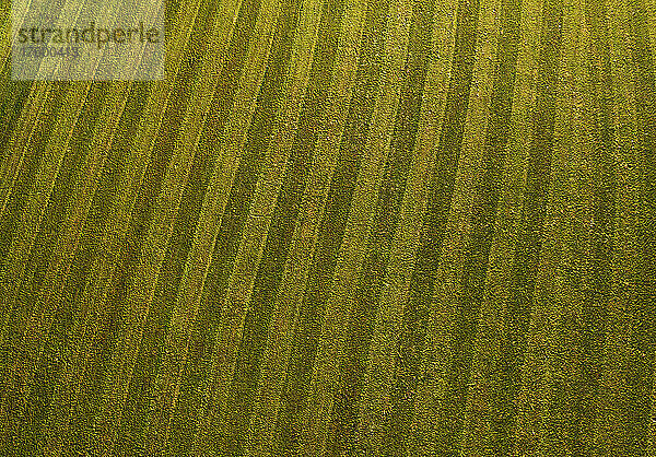 Drone view of green mowed field