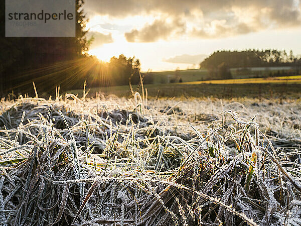 Frostiges Gras bei Wintersonnenuntergang