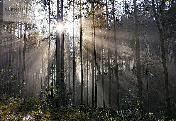 Rising sun shining through branches of forest trees