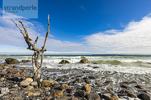 Deutschland  Mecklenburg-Vorpommern  Toter Baum steht am felsigen Strand von Kap Arkona