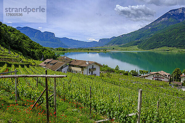 Italien  Südtirol  Campi al Lago  Sommerweinberg mit dem Kalterer See im Hintergrund