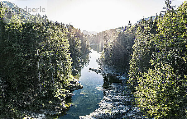 Sylvensteinsee inmitten eines Waldes an einem sonnigen Tag  Bayern  Deutschland