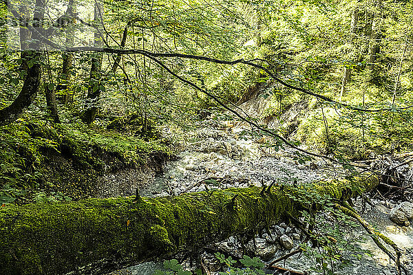 Moosbedeckter umgestürzter Baum  der über einem kleinen Waldbach in der Mieming Range liegt