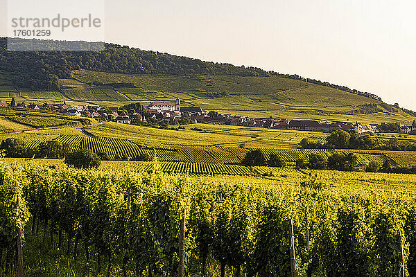 Frankreich  Elsass  Saint-Hippolyte  grüner Weinberg in der Sommerdämmerung mit Dorf im Hintergrund