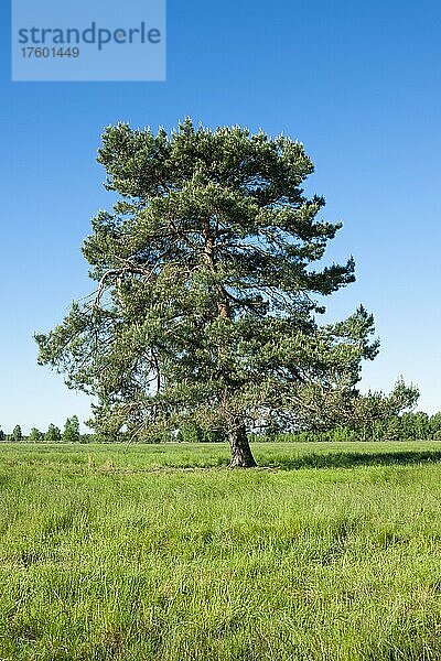 Waldkiefer  Gemeine Kiefer (Pinus sylvestris)  Solitär  steht auf einer Wiese  Niedersachsen  Deutschland  Europa