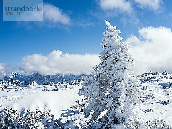 Blauer Himmel über Winterlandschaft  verschneite Bäume  Hochplateau am Lawinenstein  Tauplitzalm  Steiermark  Österreich  Europa